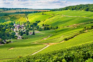 vignoble barzy sur marne - credit cambon