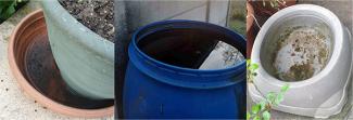 exemples eaux stagnantes moustique tigre