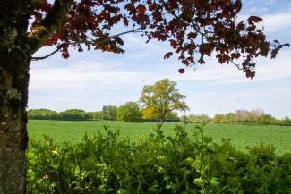 bocage de Thierache au printemps