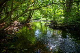 L'Artoise en foret de St Michel