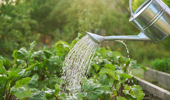jardinage arrosage potager