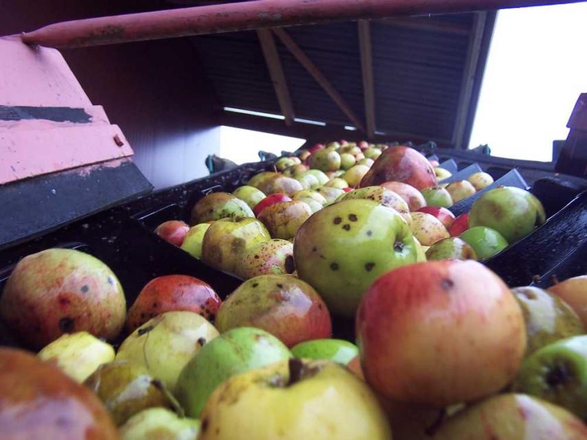Pommes < Rozoy-sur-Serre < Thiérache < Aisne < Hauts-de-France