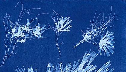 Atelier cyanotype < Vauclair < Aisne < Picardie