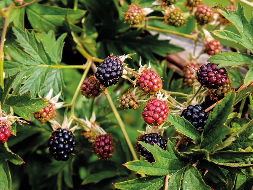 Group of wild blackberries (Rubus floribundus) ripening on the branches of a black bramble almost ready to be picked from the bush and others red still in the process of ripening