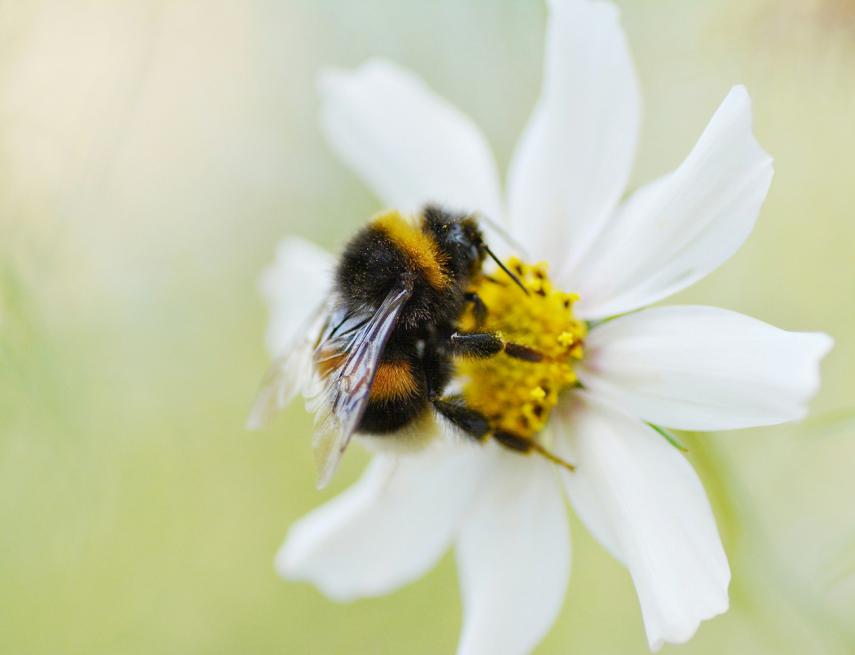 Sortie nature pollinisateurs < Laon < Aisne < Picardie