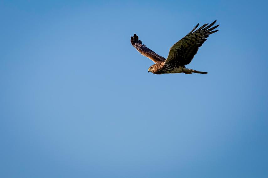 Sortie nature Busard Saint-Martin < Vesles-et-Caumont < Aisne < Picardie