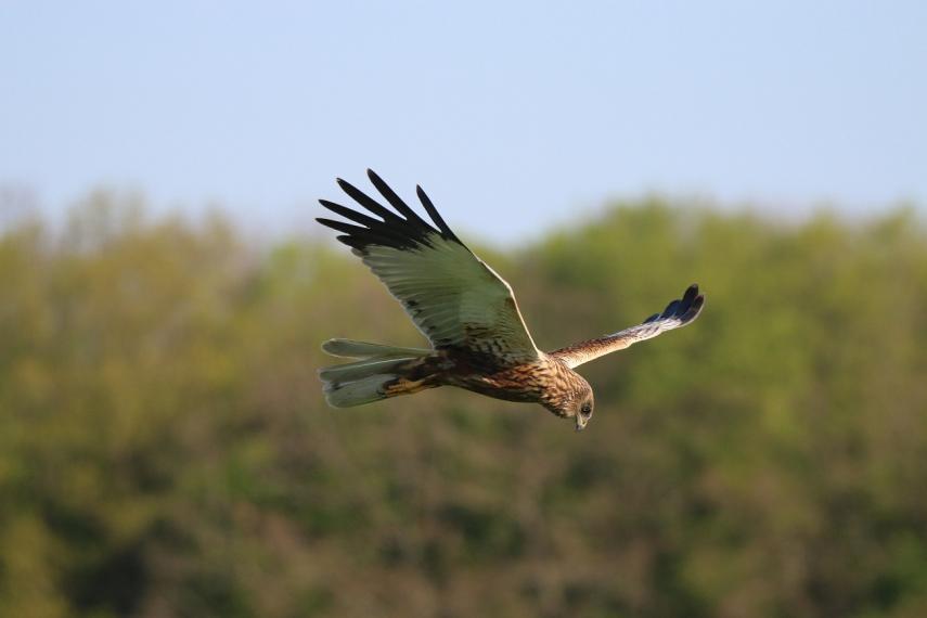 Sortie nature oiseaux busard des marais < Vesles-et-Caumont < Aisne < Picardie