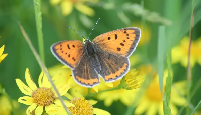 Capture d'écran 2026-03-06 140349