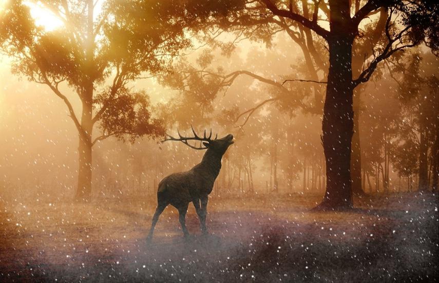 Sortie brame du cerf < Liesse < Aisne < Hauts-de-France