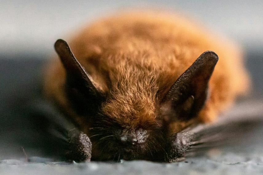 Sortie nature chauve-souris < Liesse < Aisne < Hauts-de-France