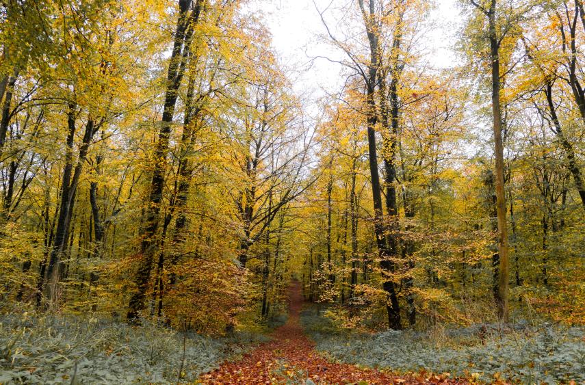 Foret de Retz automne © Premont - OTSV (22)