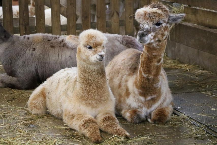 Alpagas < Sommeron < Thiérache < Aisne < Hauts-de-France