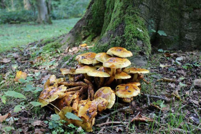 Champignon < Thiérache < Aisne < Hauts de France