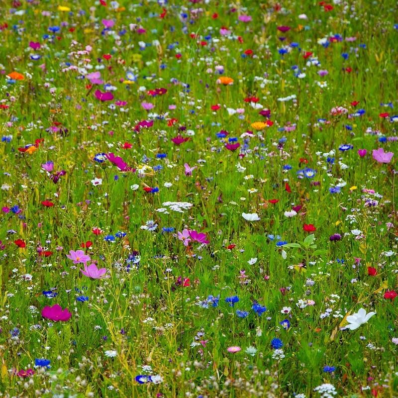 Image Fleurs sauvages