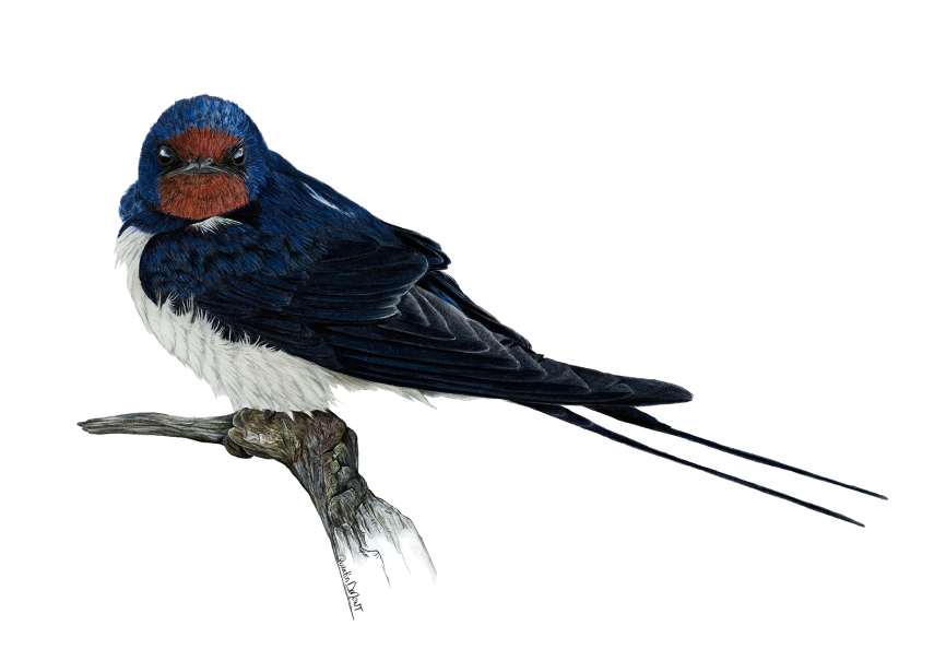 Image-Hirondelle_Quentin_Dumont