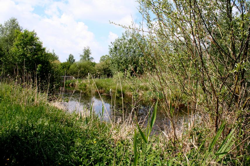 Marais La Roselière II < Vesles-et-Caumont < Aisne < Picardie