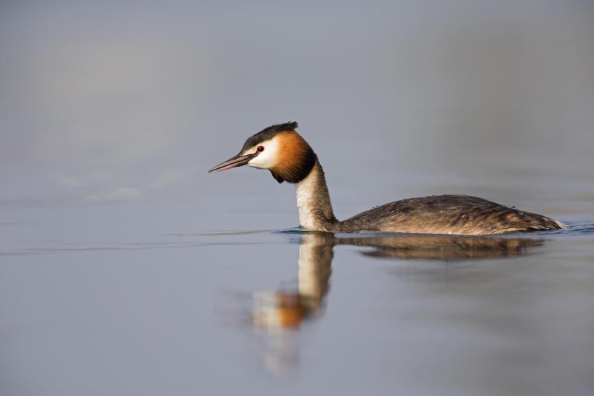 Oiseau parc isle