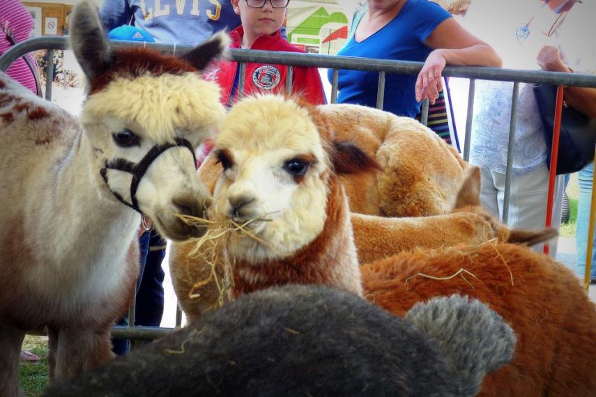 Alpagas de la cour farroux < Sommeron < Thiérache < Aisne < Hauts de France