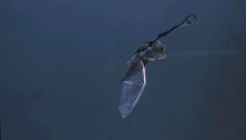 Sortie chauves-souris II < Mâchecourt < Aisne < Hauts-de-France