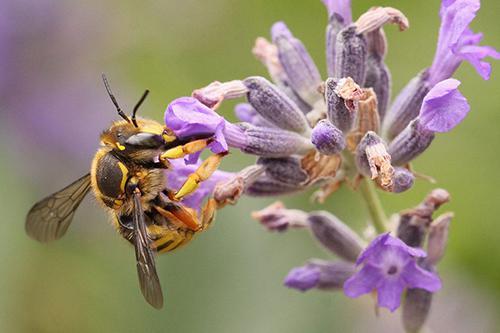 abeille_sauvage_c.seignez