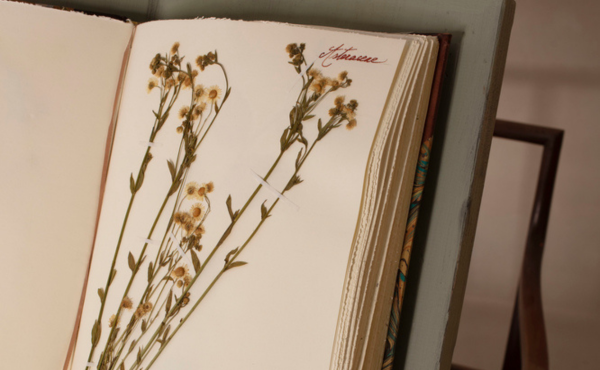 Atelier herbier