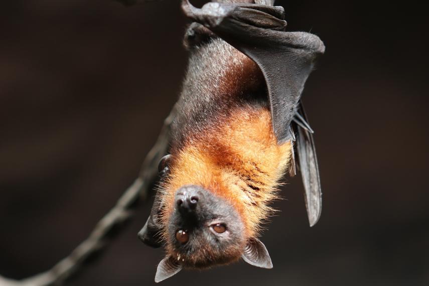 bat-4887509_1280
