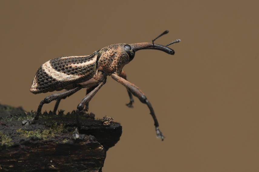 bug-6199670_1280