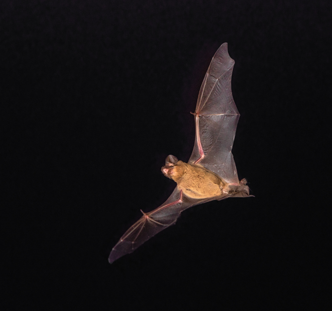 chauve souris