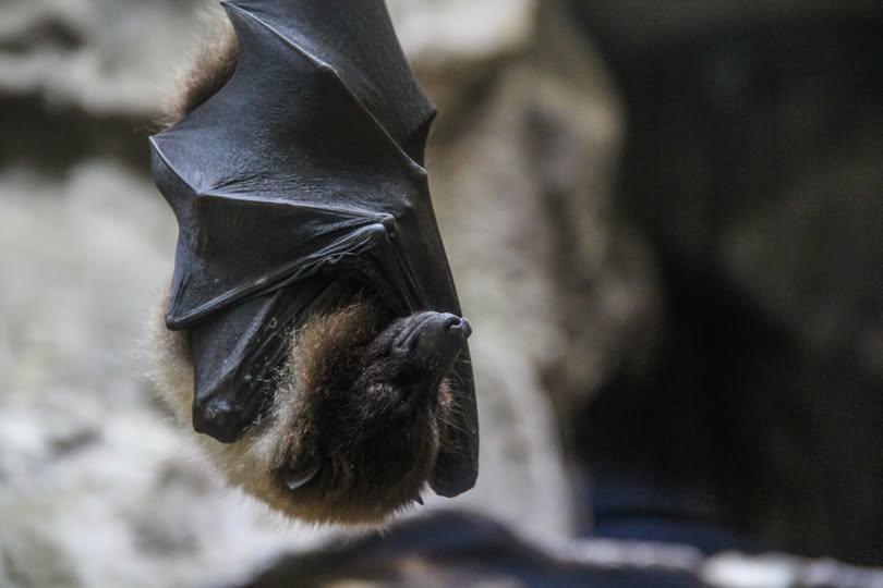 chauves souris