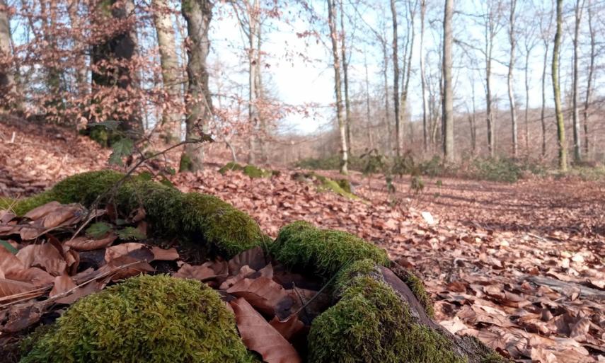 foret de Retz en hiver 