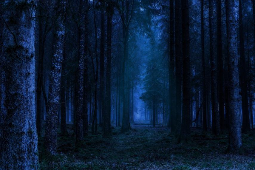 foret la nuit ©Pete Linforth de Pixabay